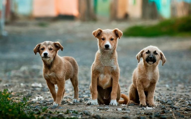 Хто такі догхантери