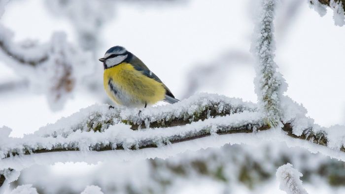 Морози в Україні