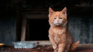 Синдром Плюшкіна