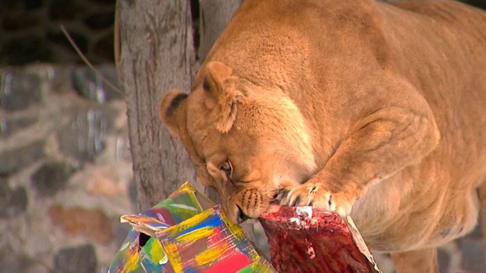 День народження левів