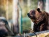 Клишоногі виходять із лісу: чому у США хочуть дозволити полювання на грізлі