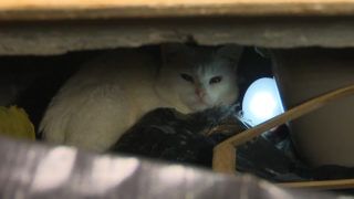 сусід з синдромом Плюшкіна