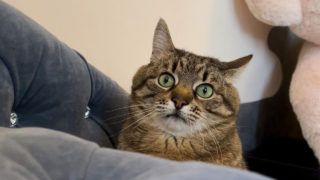 Харківського кота Степана номінували на премію блогерів