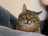 Самый влиятельный инфлюэнсер? Харьковский кот Степан получил престижную блоггерскую премию в Каннах
