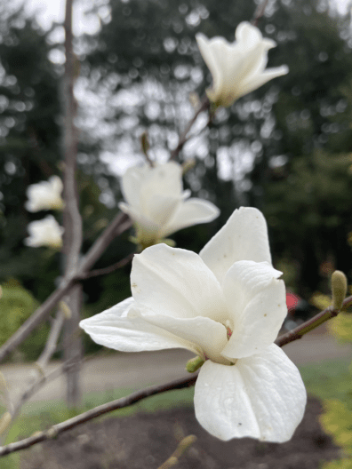 Фото 2 до: Чим живе ботанічний сад у Дніпрі