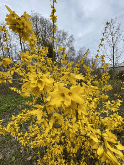 Фото 1 до: Чим живе ботанічний сад у Дніпрі
