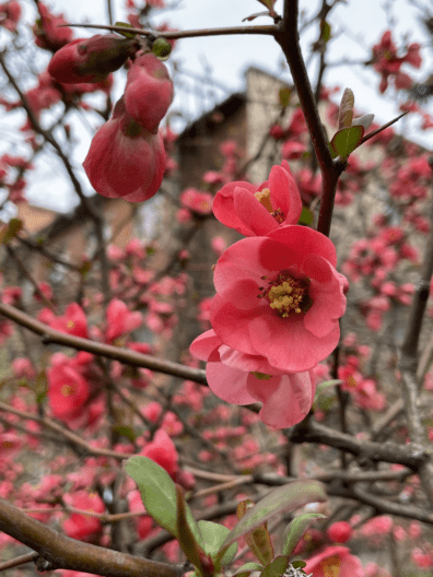 Фото 4 до: Чим живе ботанічний сад у Дніпрі