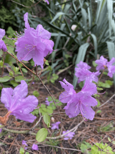 Фото 3 до: Чим живе ботанічний сад у Дніпрі