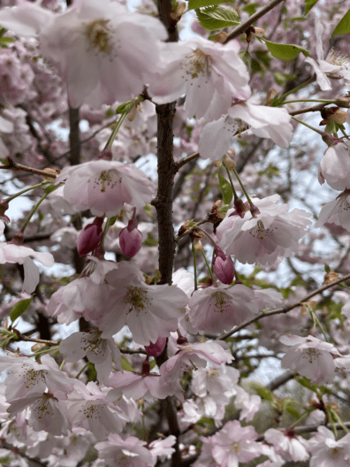 Фото 8 до: Чим живе ботанічний сад у Дніпрі