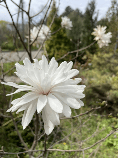 Фото 5 до: Чим живе ботанічний сад у Дніпрі