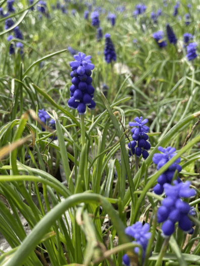 Фото 6 до: Чим живе ботанічний сад у Дніпрі