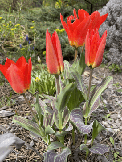 Фото 7 до: Чим живе ботанічний сад у Дніпрі