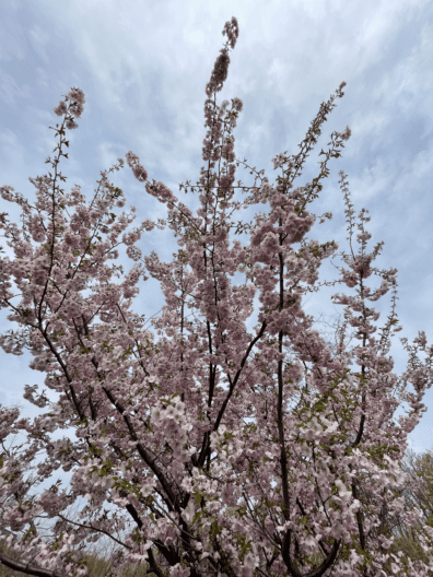 Фото 10 до: Чим живе ботанічний сад у Дніпрі