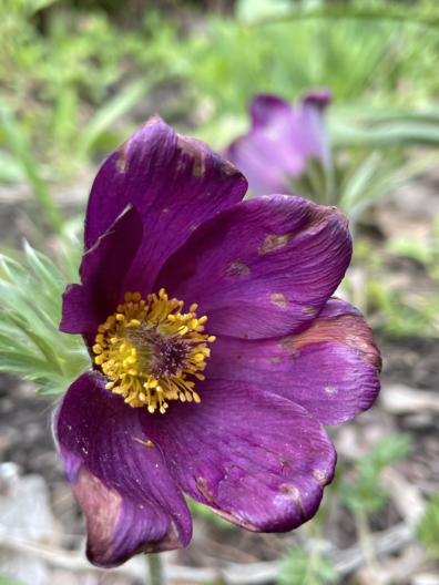 Фото 9 до: Чим живе ботанічний сад у Дніпрі