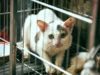 Хвостаті біженці — сім’я з Краматорська евакуювала 11 котів