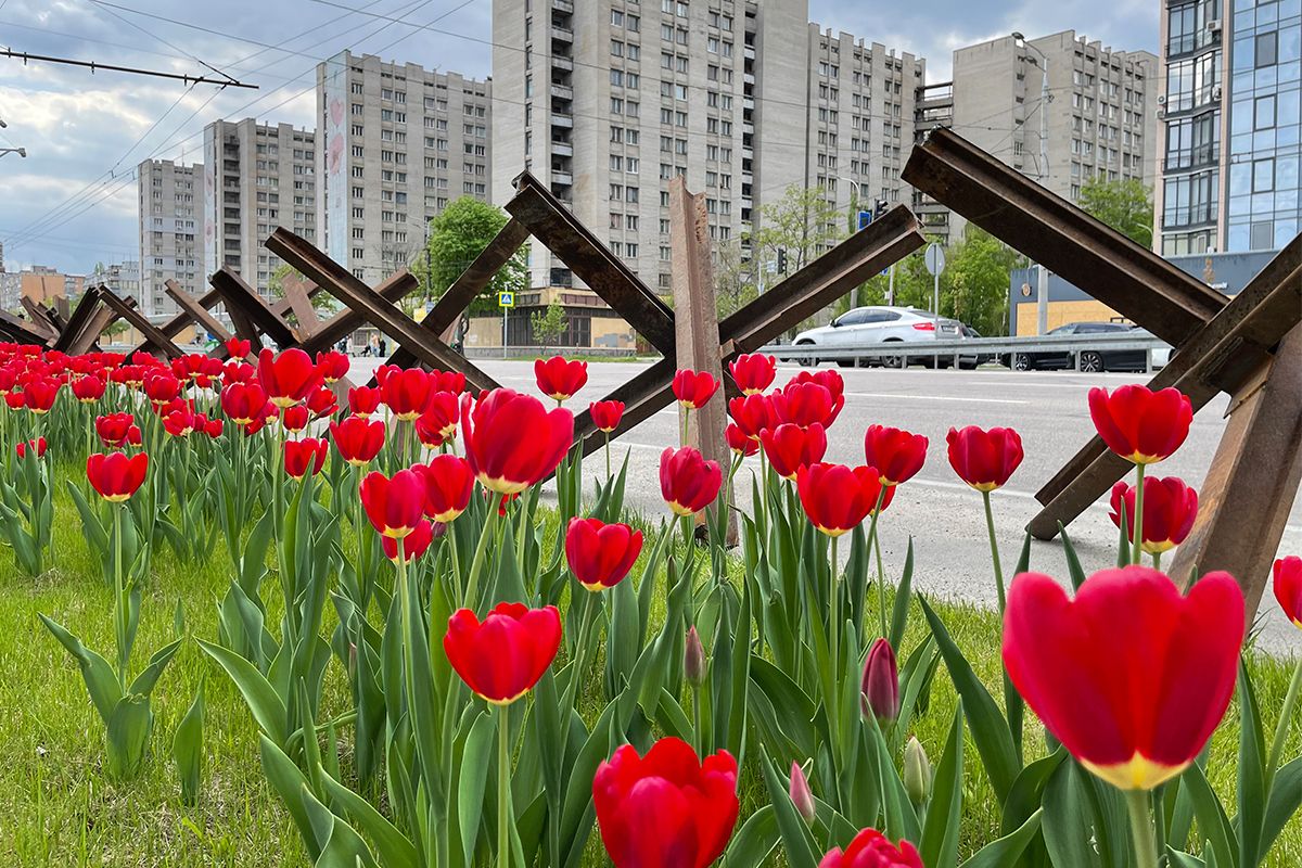 Тюльпани у Дніпрі