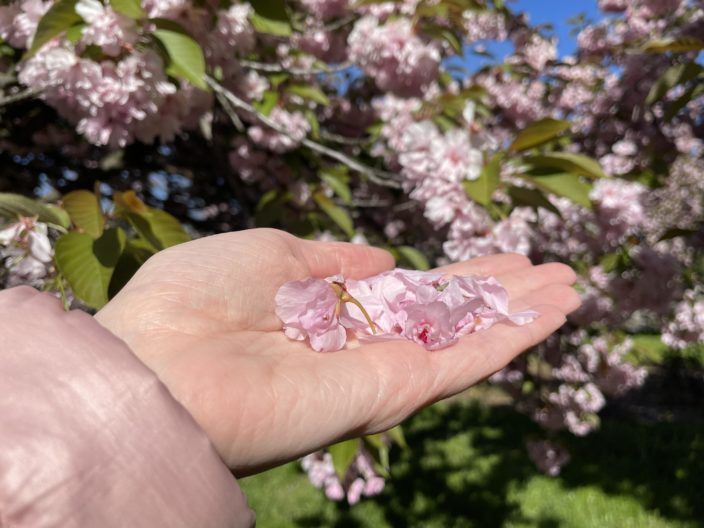 Фото 3 к: В Днепре расцвели сакуры и тюльпаны: впечатления людей и фото