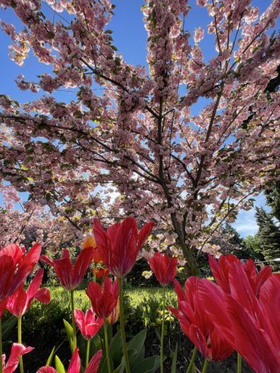 Фото 1 к: В Днепре расцвели сакуры и тюльпаны: впечатления людей и фото
