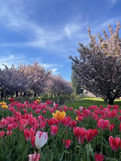 Фото 2 к: В Днепре расцвели сакуры и тюльпаны: впечатления людей и фото