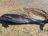 Як російські кораблі вбивають дельфінів в акваторії Чорного моря. Розбираємо проблему з біологами