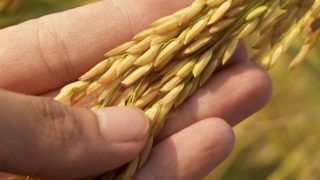 Спалили генетичний банк рослин в Україні
