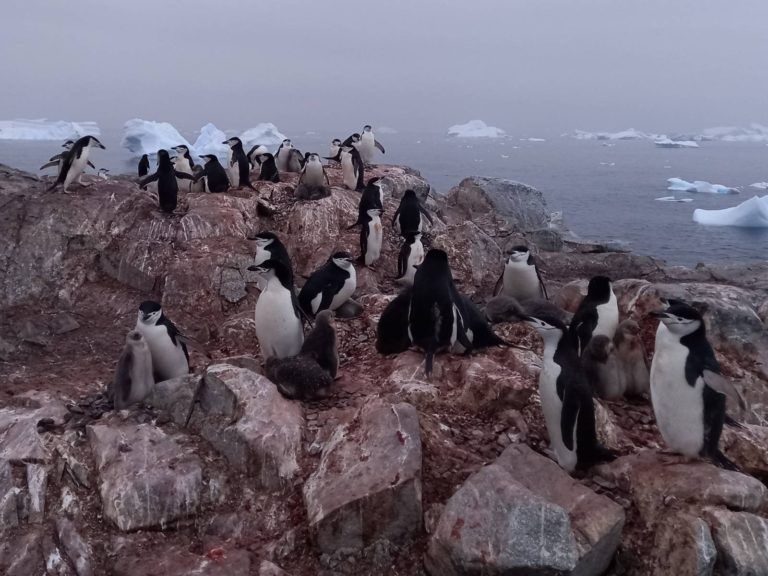 Фото 2 к: С Антарктиды — на фронт