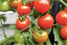 Мариновані томати — рецепт покроково