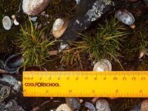 Фото 7 к: Антарктида летом: какие растения растут на континенте — ФОТО