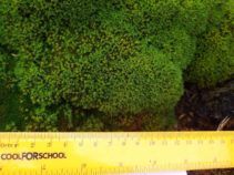 Фото 8 к: Антарктида летом: какие растения растут на континенте — ФОТО