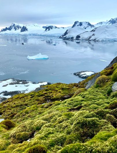 Фото 2 к: Антарктида летом: какие растения растут на континенте — ФОТО
