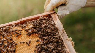 Військовий з Черкас вивіз з Бахмута родину бджіл