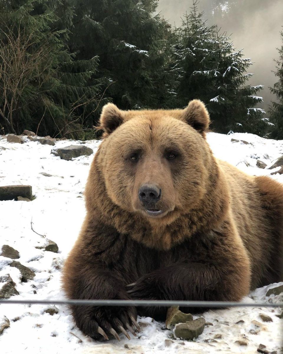 Реабілітаційний центр бурих ведмедів