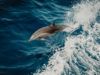 Тысячи дельфинов погибли в Черном море — преступная война приводит к экологической катастрофе