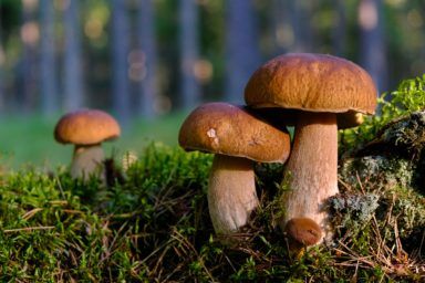 что можно приготовить из лесных грибов