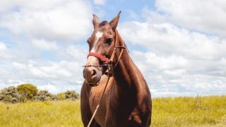 Іпотерапія для дітей та військових — на Рівненщині шукають спонсорів