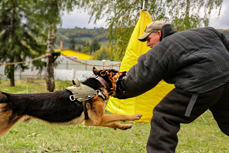 Кінолог Владислав