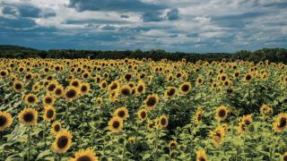 Урожай 2022: як вплинув на аграрні культури дощовий вересень