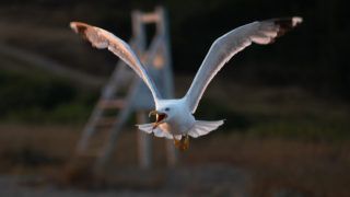 Тузлівські лимани