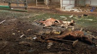 Росіяни знищили одну з найбільших ферм в Україні - наслідки окупації