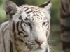 Их бросили умирать… Спасенные волонтерами животные восстанавливаются после пережитого