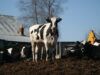 Коровы во время оккупации спасли село от голода, а сейчас умирают — фермерство в Харьковской области страдает