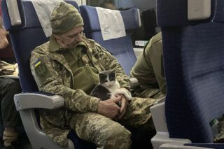Привіз кота з фронту