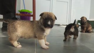 Притулок для тварин