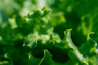 Салат