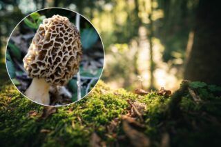 Зморшки: коли готувати і як приготувати зморшки
