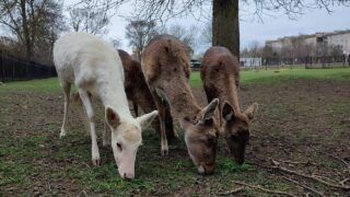 Асканія-Нова: що відбувається із заповідником під окупацією