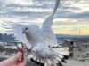 Лучше вообще этого не делать. Чем кормить голубей на улице