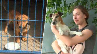 Як допомагають тваринам у Херсоні: як працюють волонтери