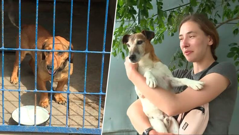 Як допомагають тваринам у Херсоні: як працюють волонтери