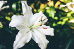 Фото к: Уход за розами летом: правила полива